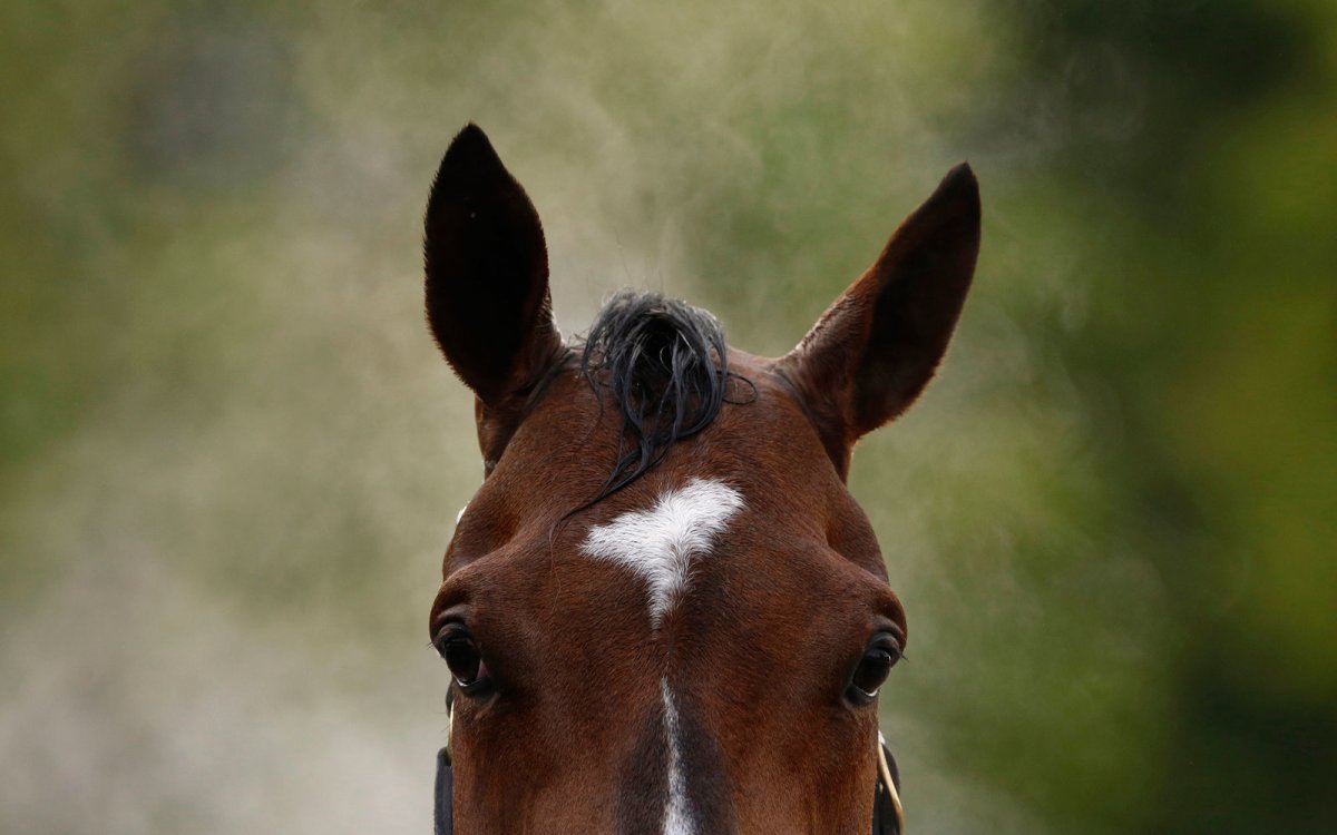 Ушки для лошади