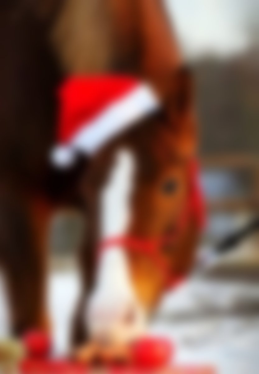 Марварская лошадь