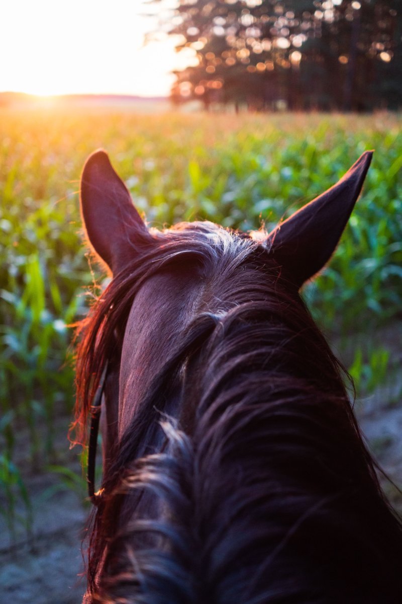 Форма ушей у лошадей