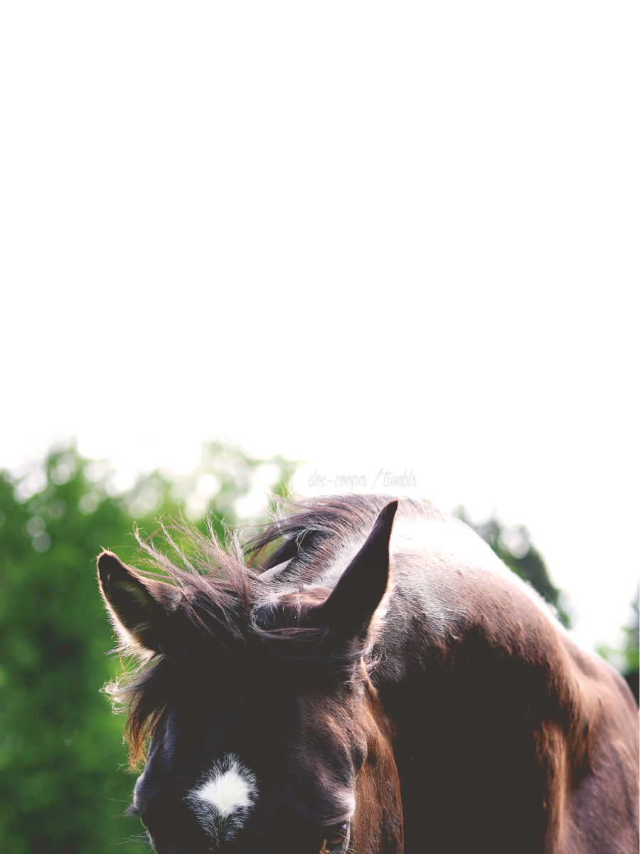 Красивые уши лошади в разные стороны