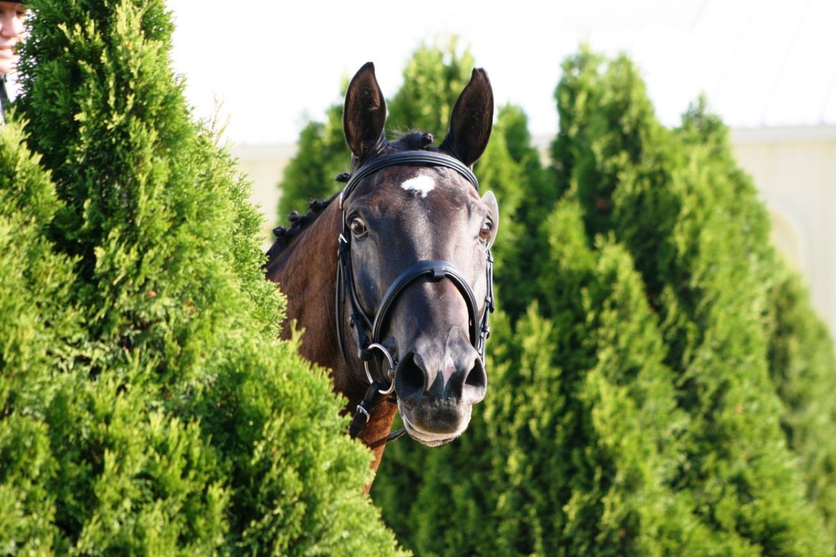 Уши осла фото