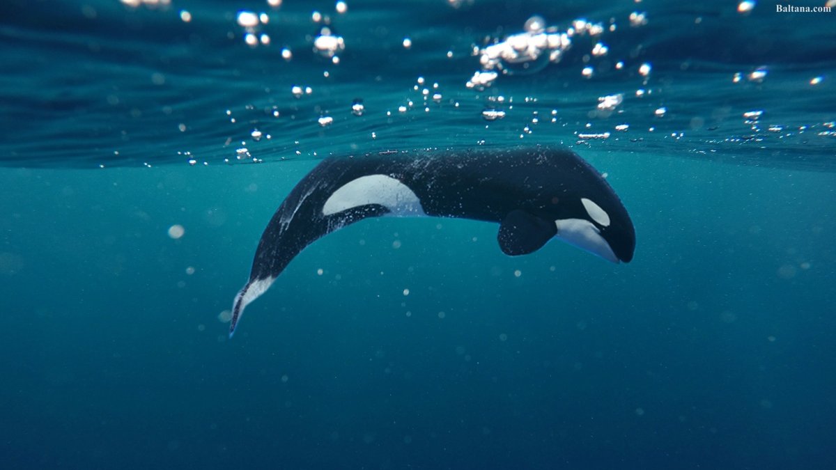 Киты убийцы