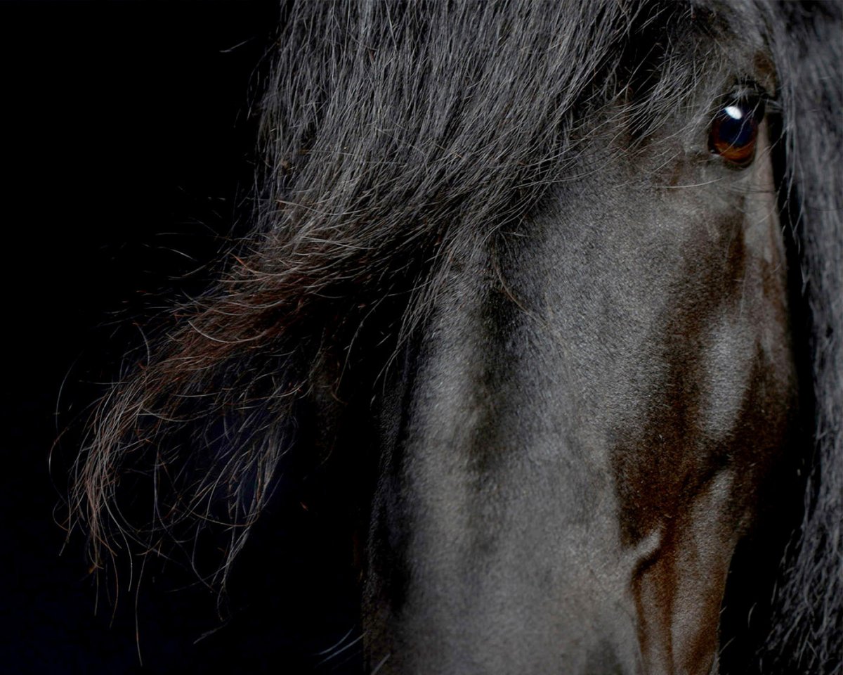 Москитная сетка для лошади