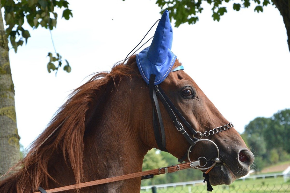 Андалузская лошадь рыжая