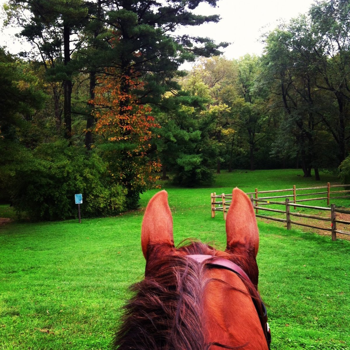 Лошадь злится