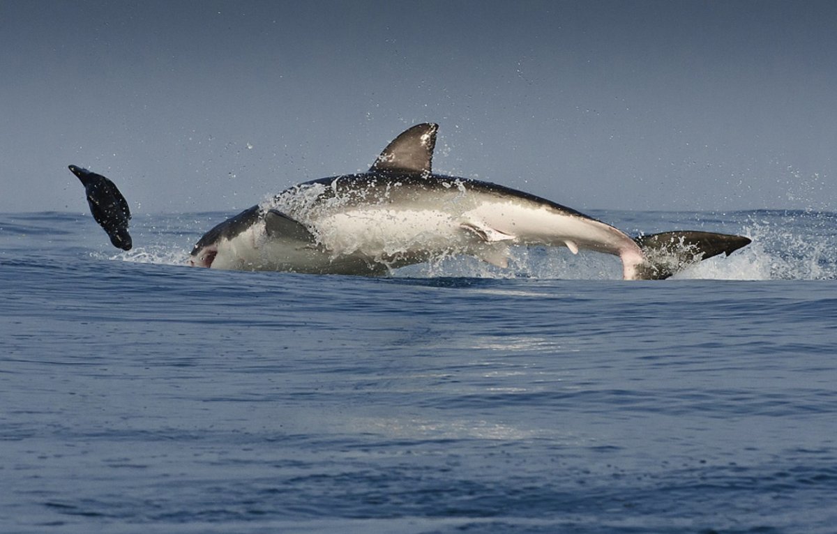 Orca or Killer Whale