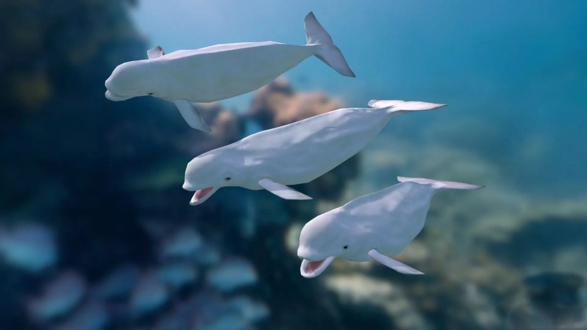 Касатки в Норвегии