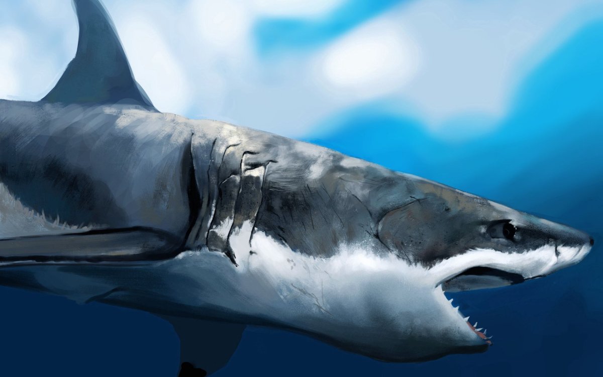Косатка Orcinus Orca