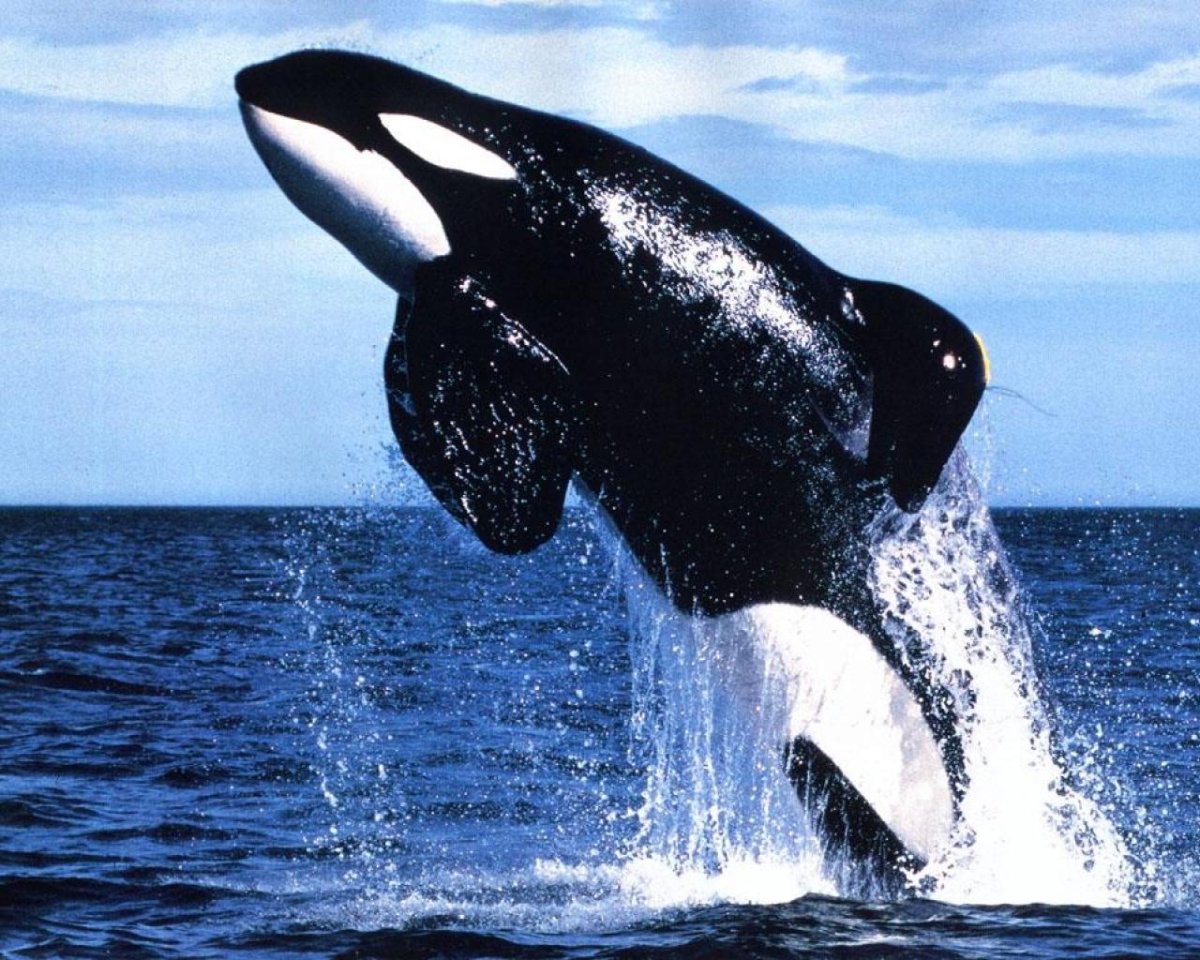 Атлантический белобокий Дельфин