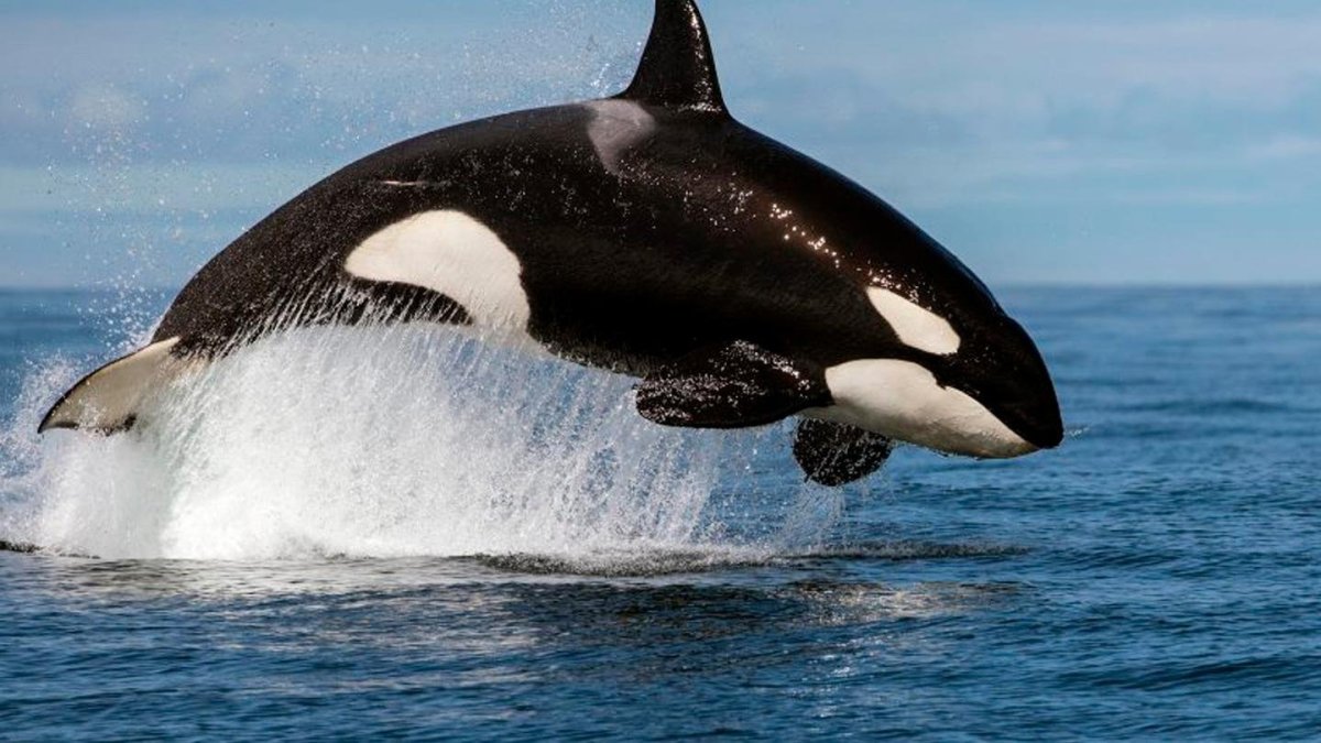 Кит и Касатка и Дельфин