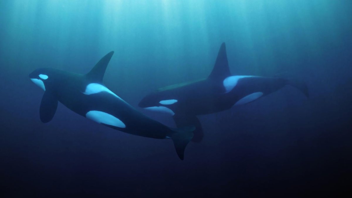 Касатка арт