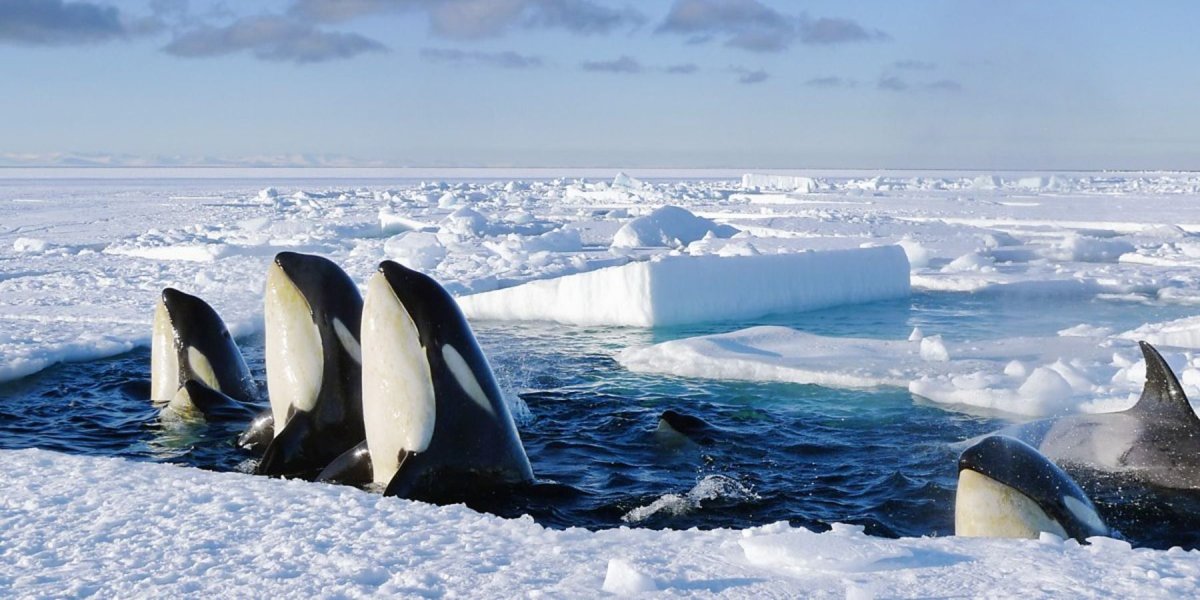 Интересные факты о косатках