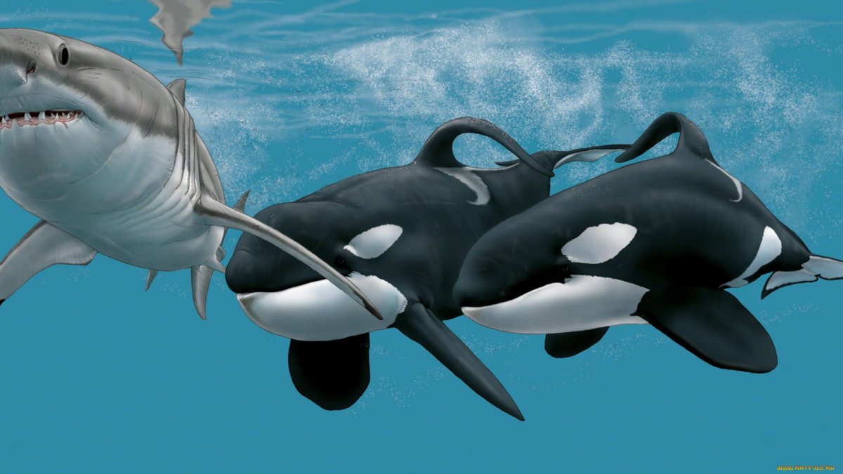 Касатка на рабочий стол