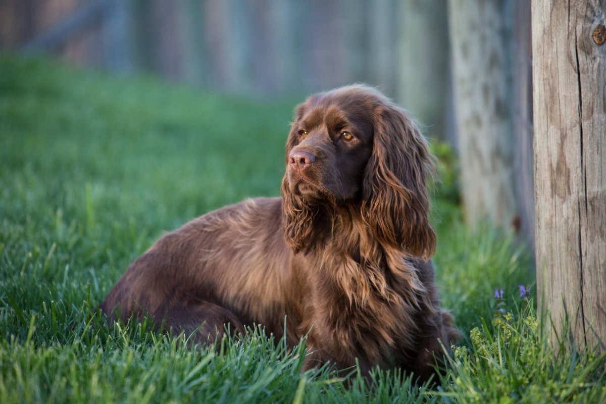 Английский спрингер-спаниель