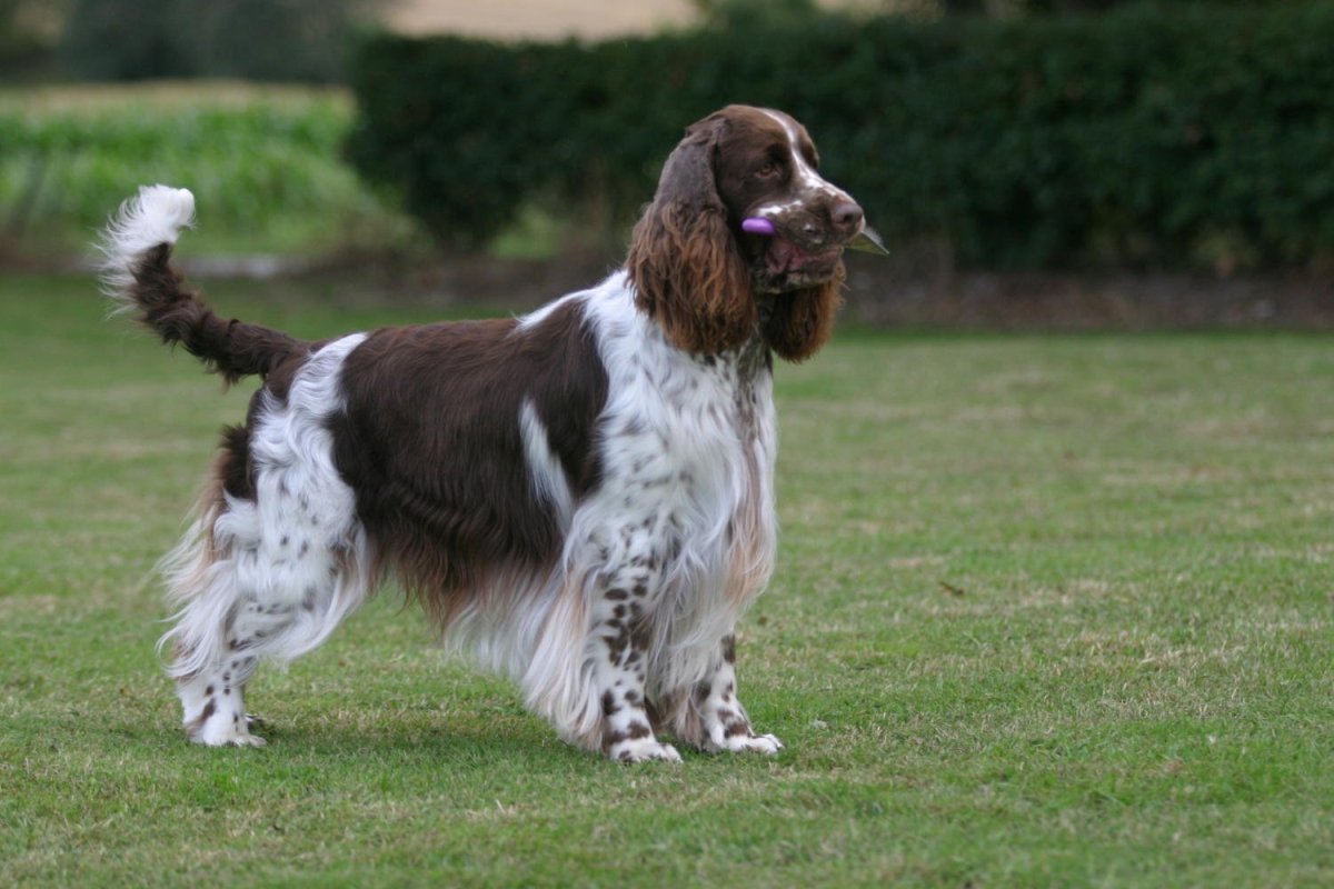 Английский кокер-спаниель