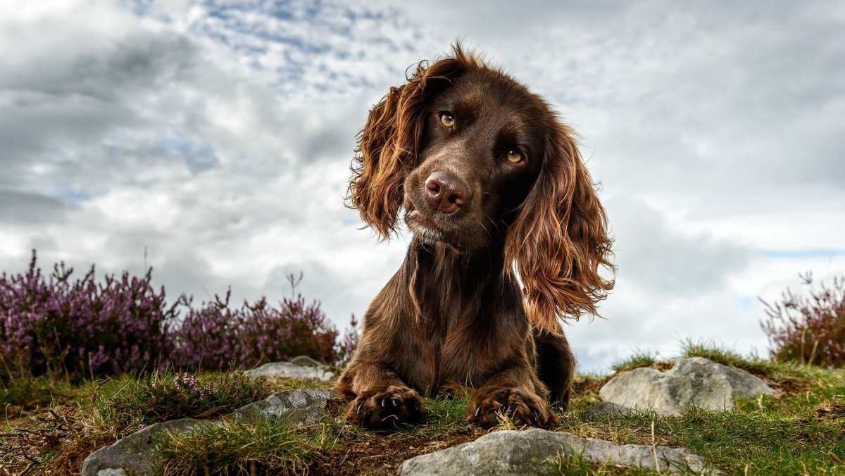 Спаниель стинг