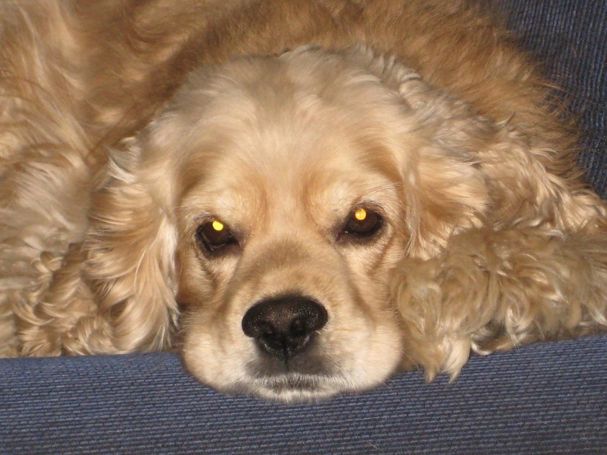 Скандинавские охотничьи собаки