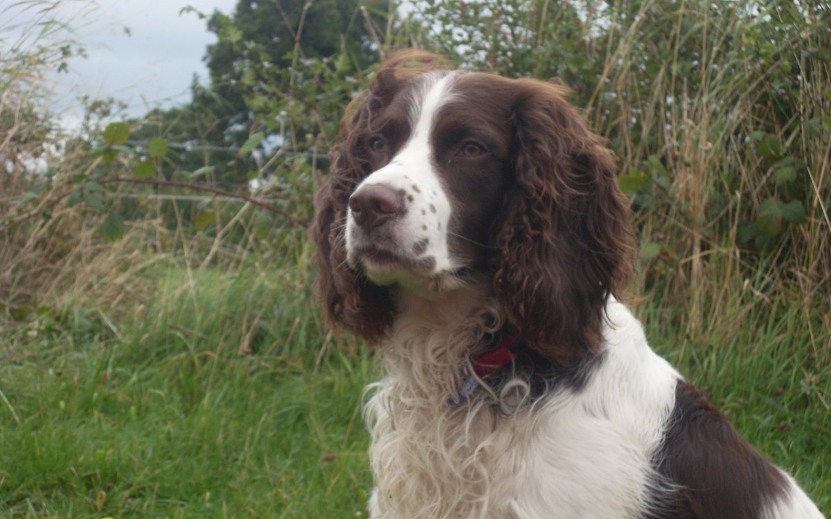 Кокер спаниель французский