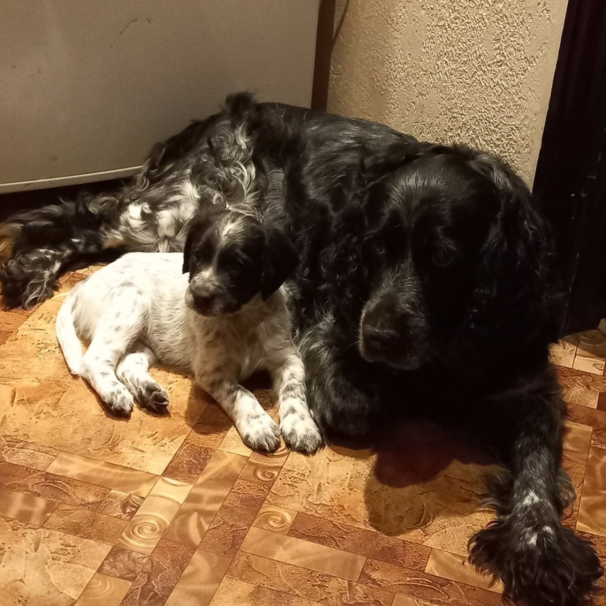 Американский Кокель спомиэль