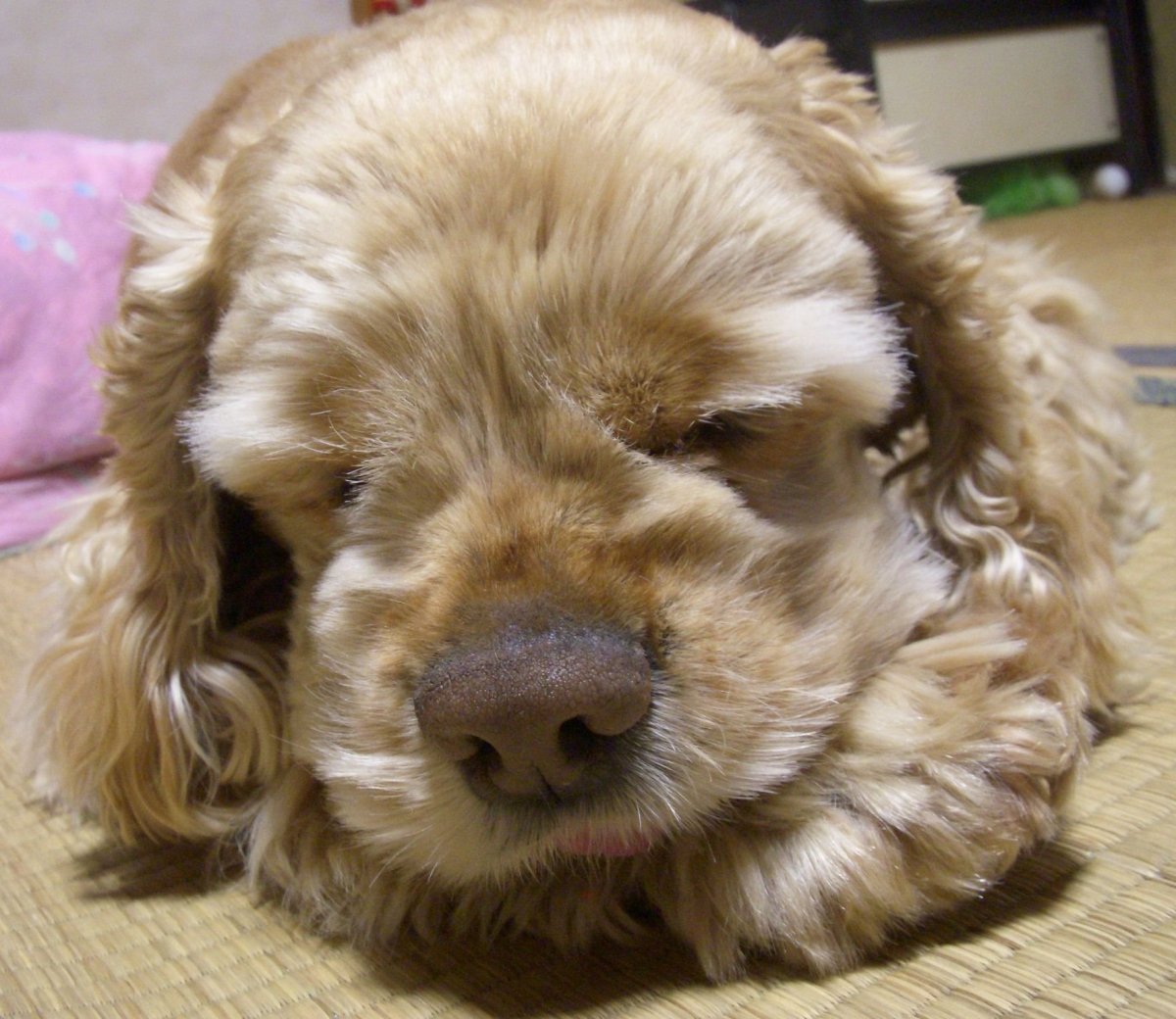 Кавалер Кинг Чарльз спаниель милые