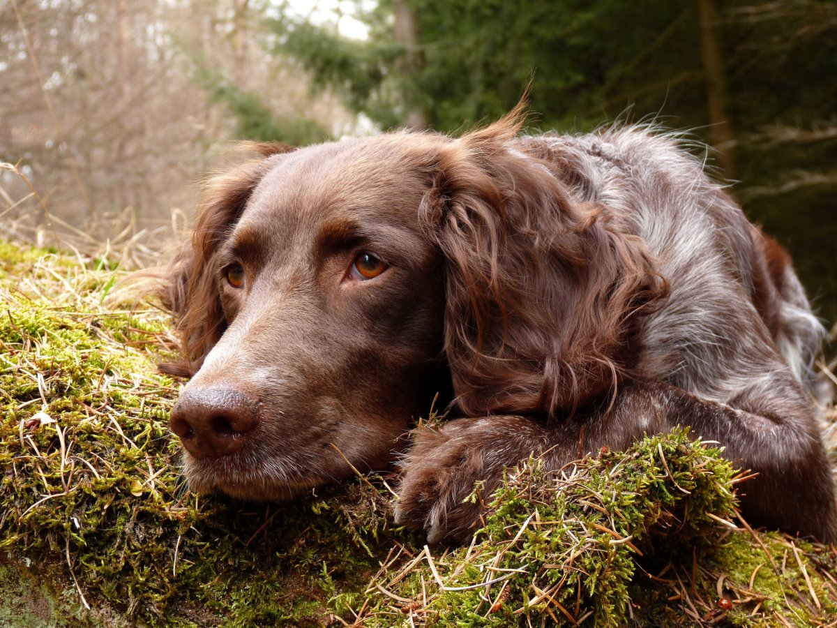 Кокер спаниель французский