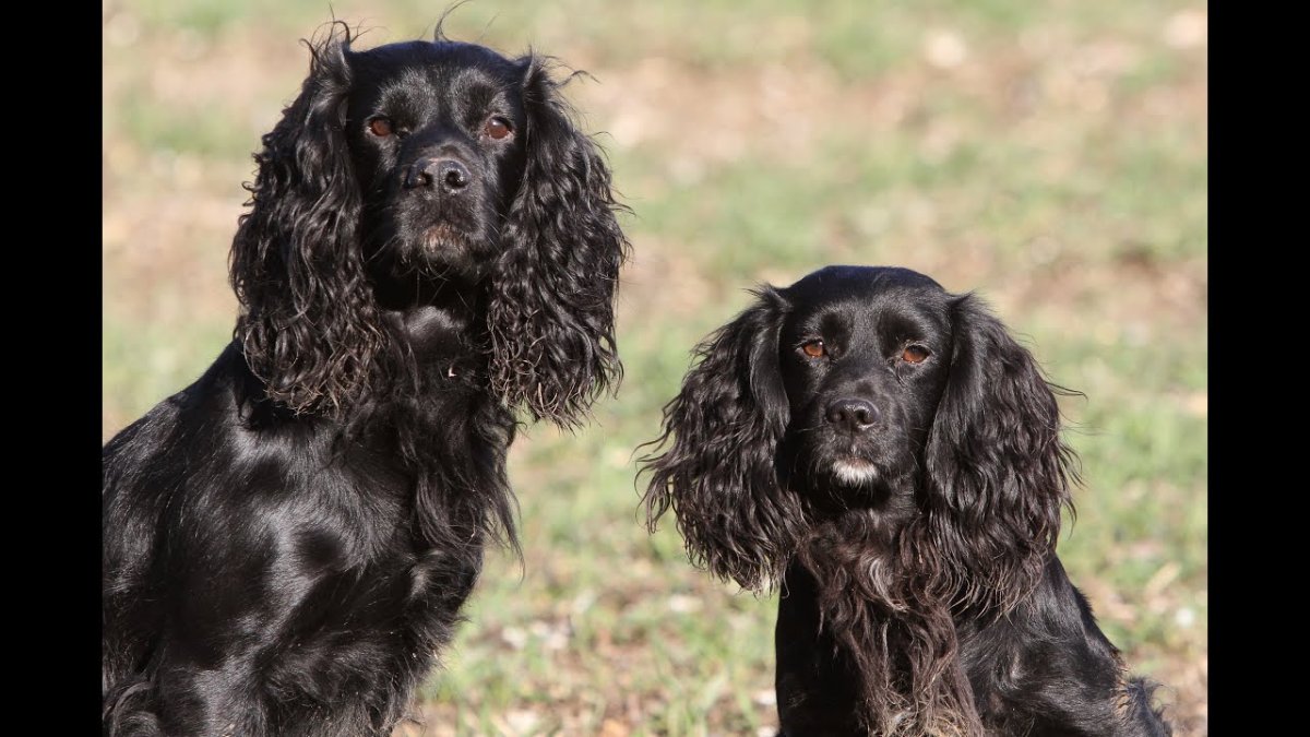 Кокер спаниель пятнистый