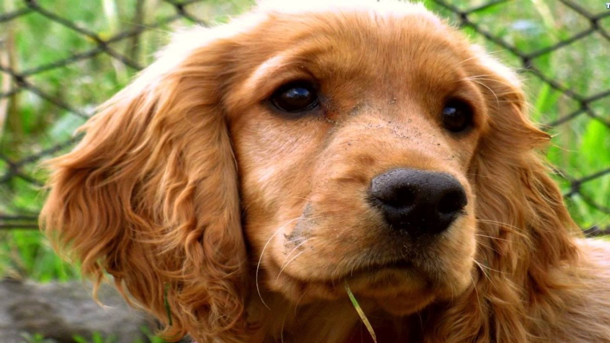 Кламбер спаниель вес