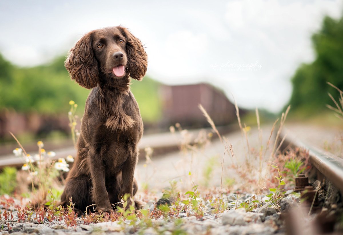 Норфолк спаниель