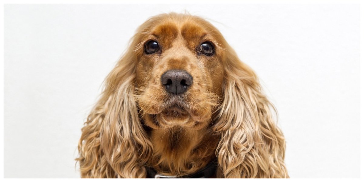 Англиский Спринги Коко спаниель