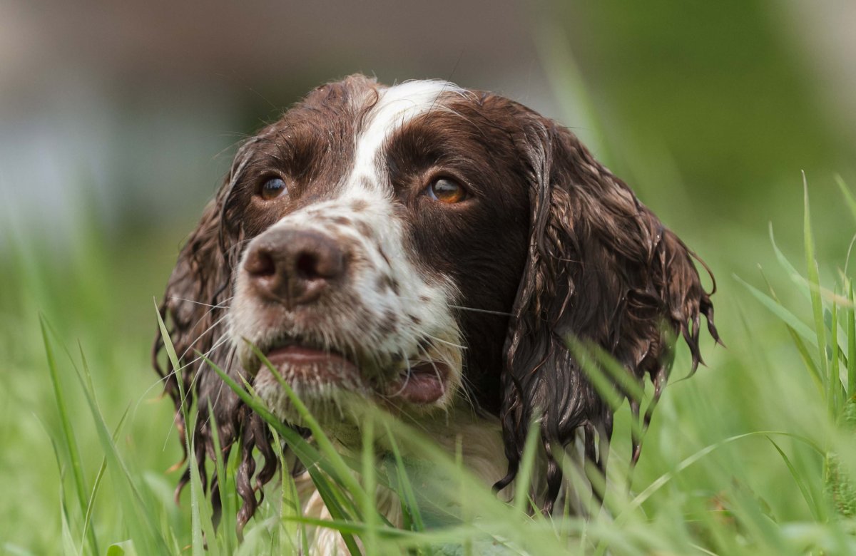 Английский спрингер-спаниель
