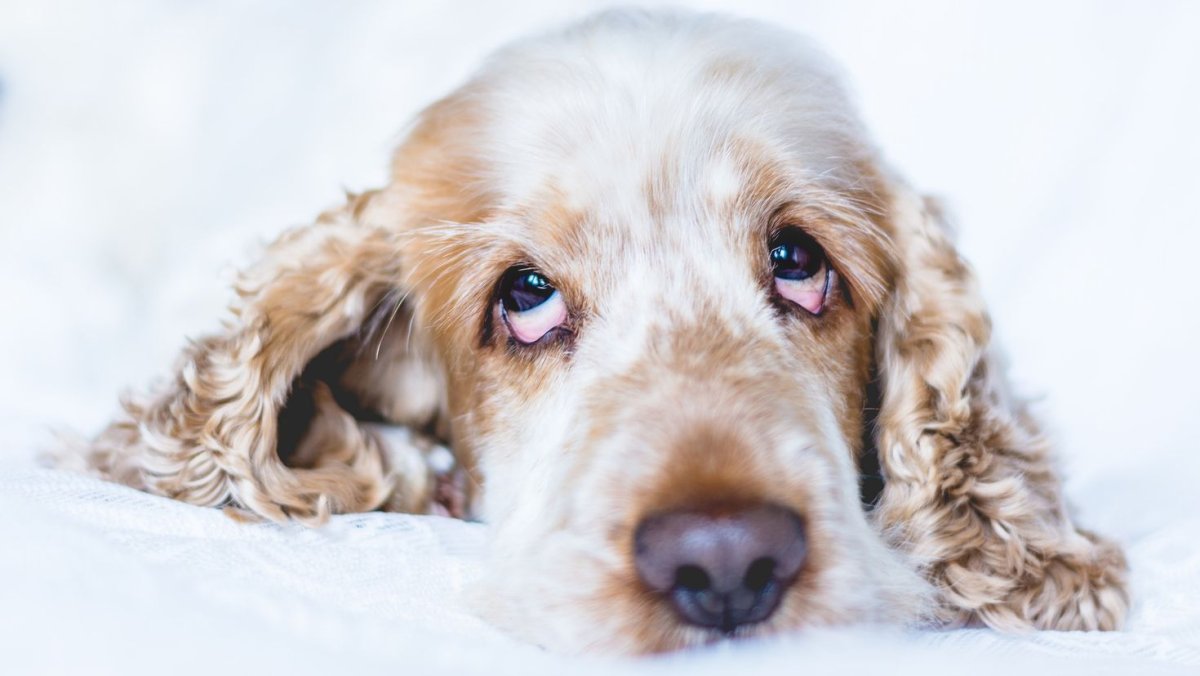 Английский спрингер-спаниель