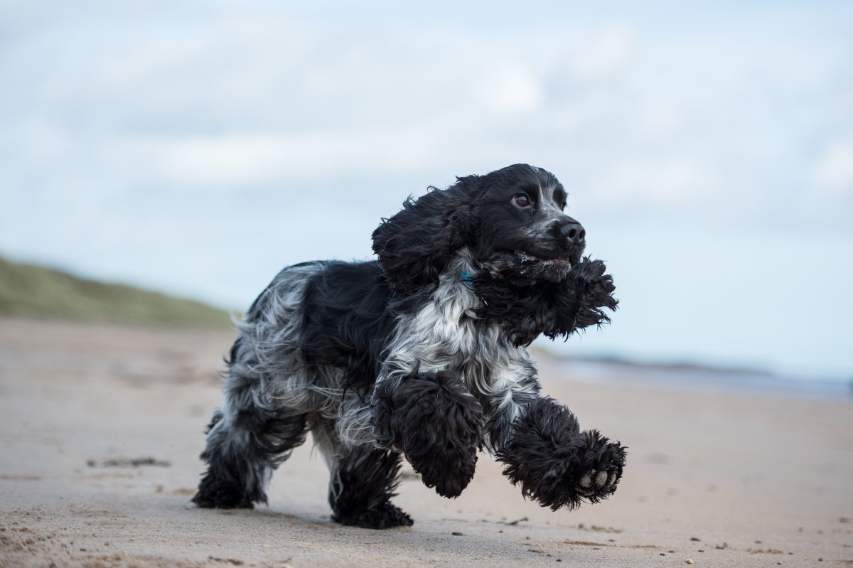 Суссекс спаниель фото