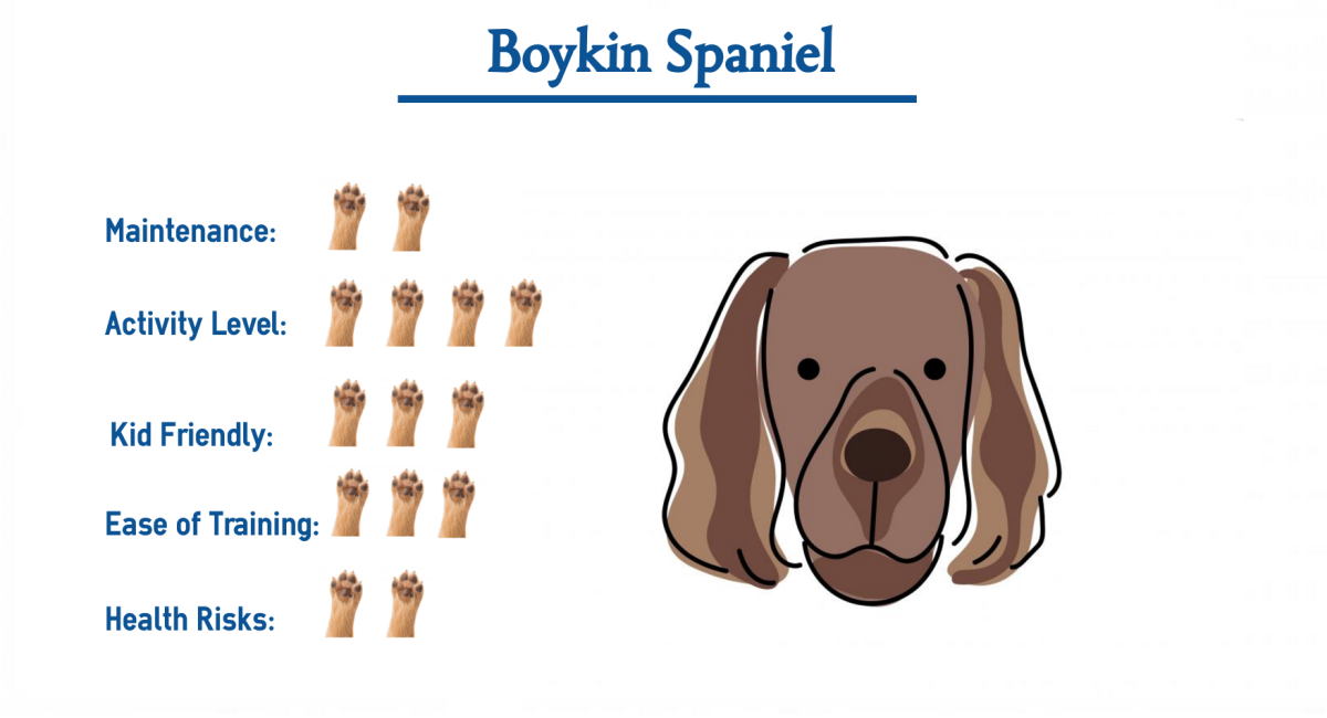 Английский кокер-спаниель