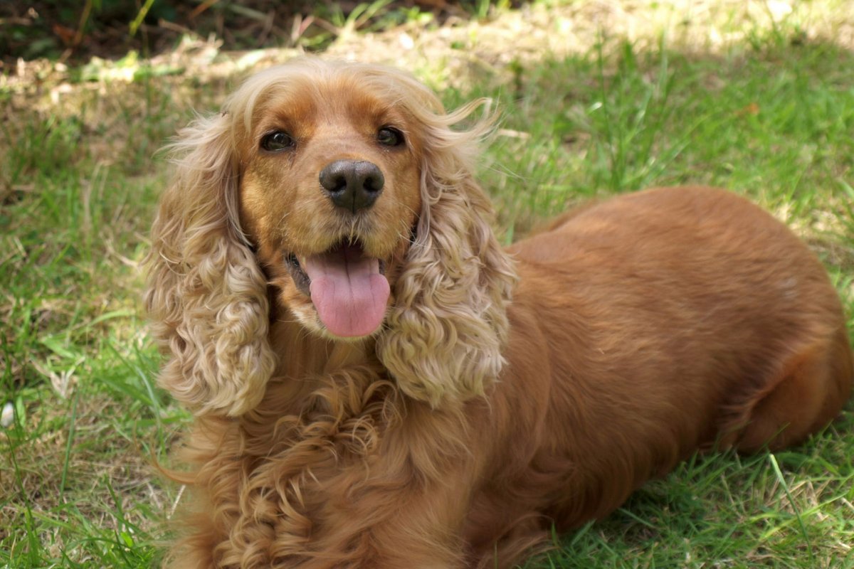 Американский кокер спаниель