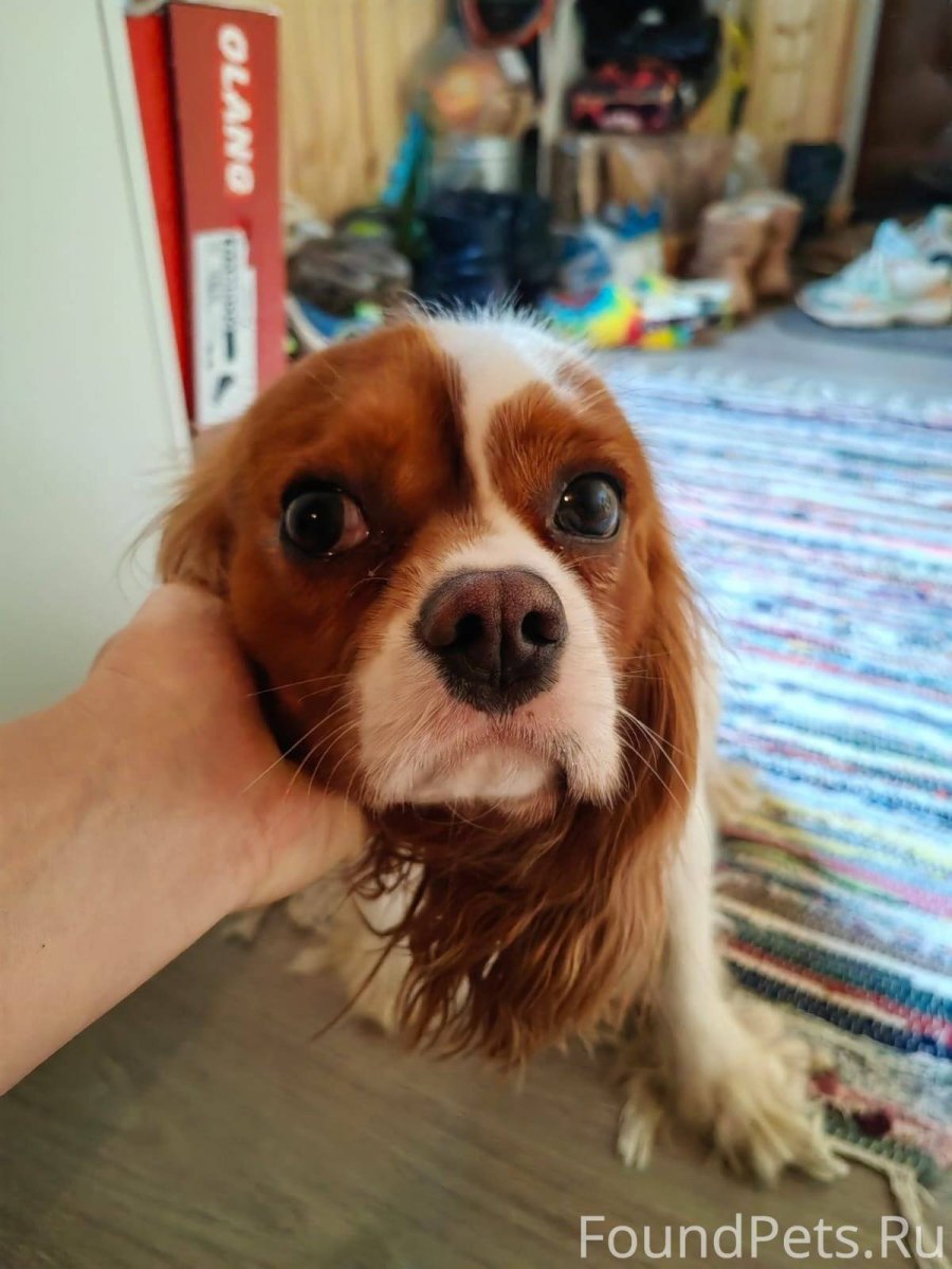 Норфолки спаниели собаки