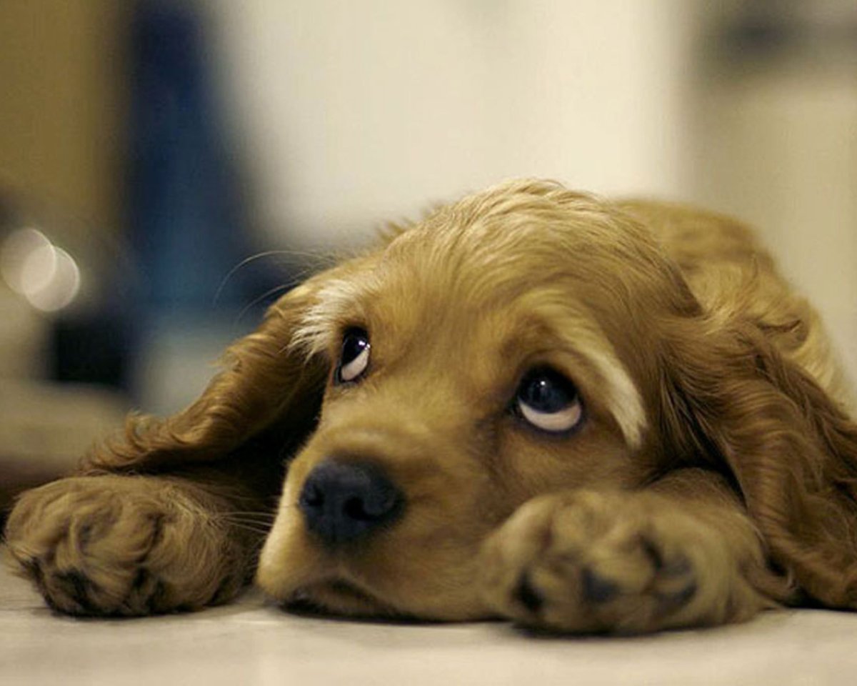 Рабочий кокер спаниель