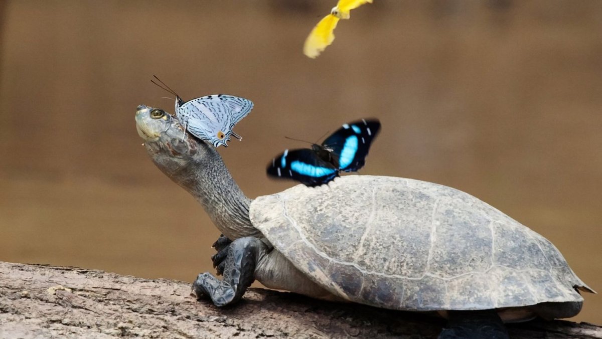 Смешная черепашка