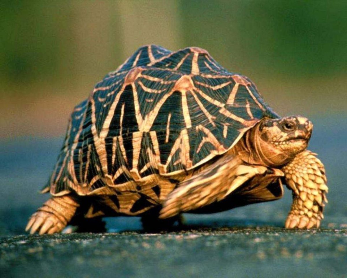 Желтоногая черепаха шабути