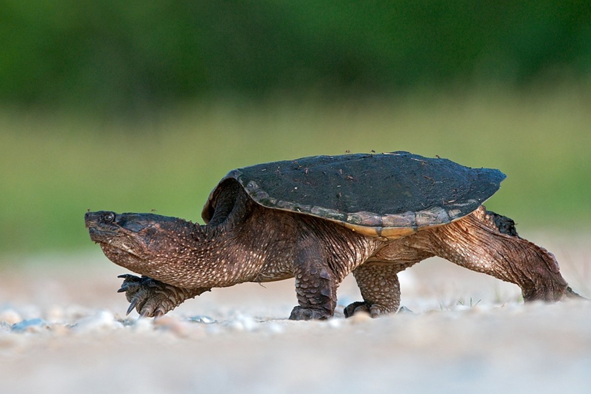 Бешеная черепаха
