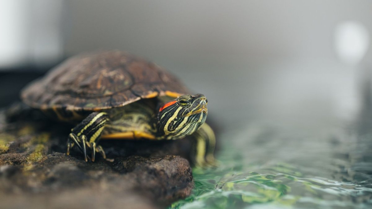 Черепаха на рабочий стол