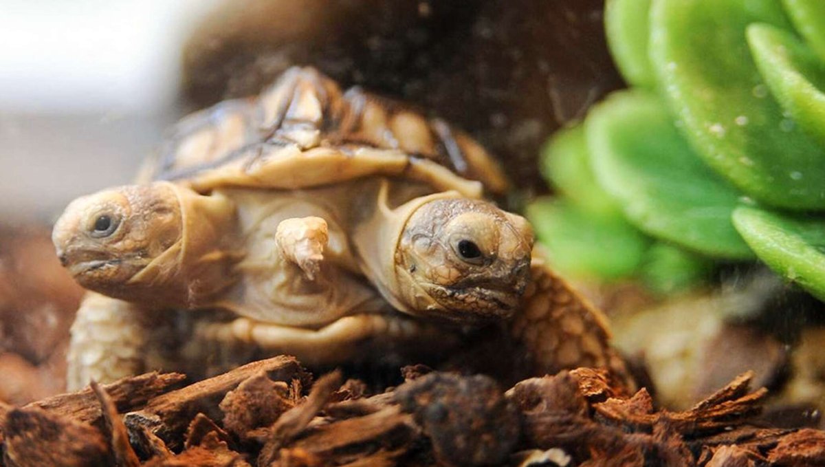 Черепаха Магдалена