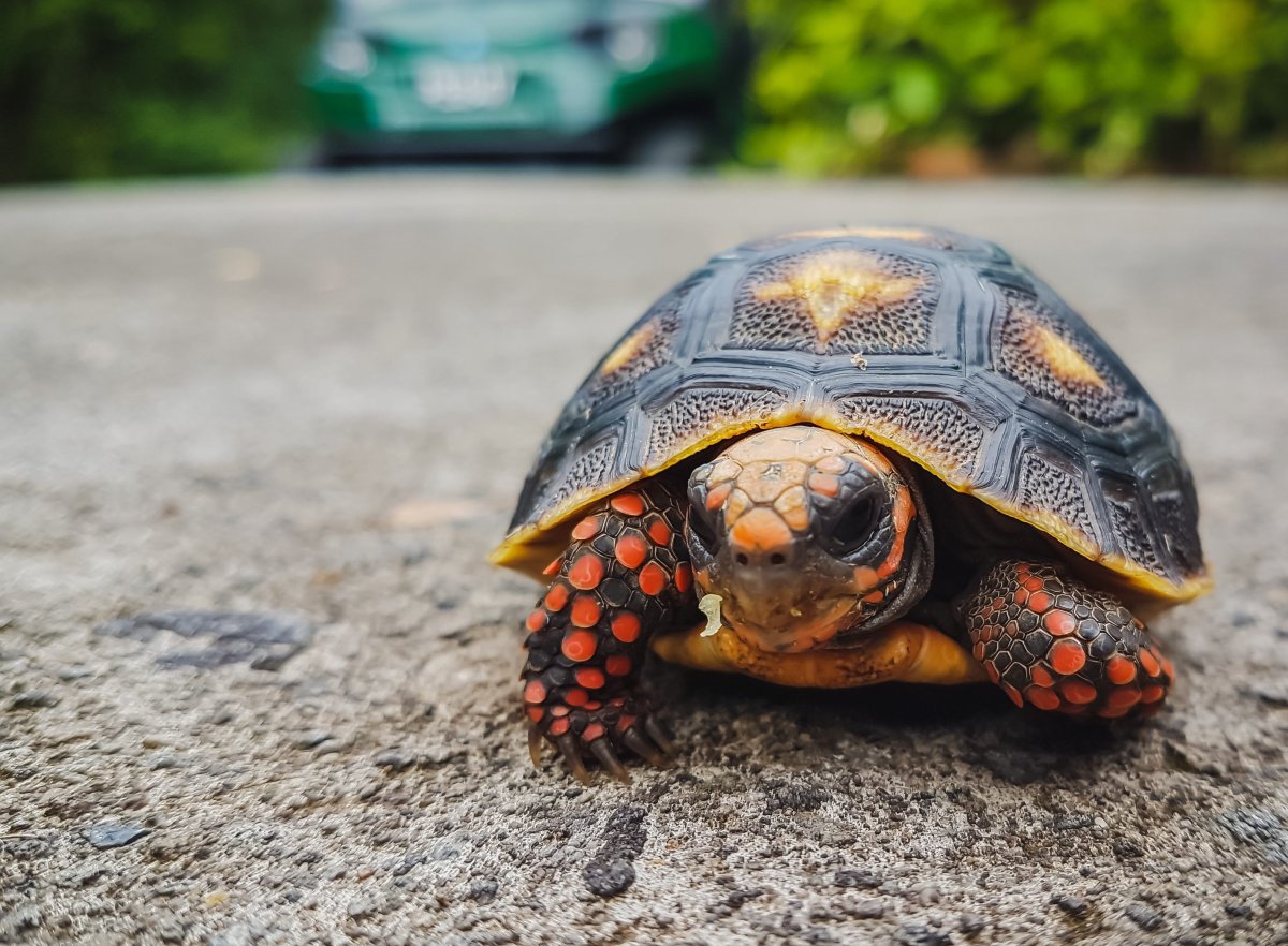 Шишковатая горбатая черепаха
