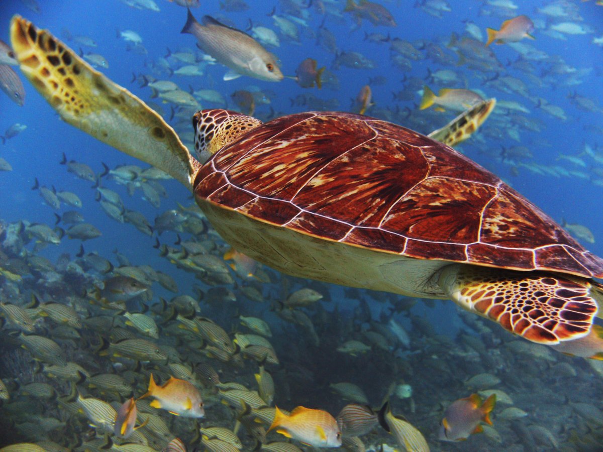 Черепаха на закате