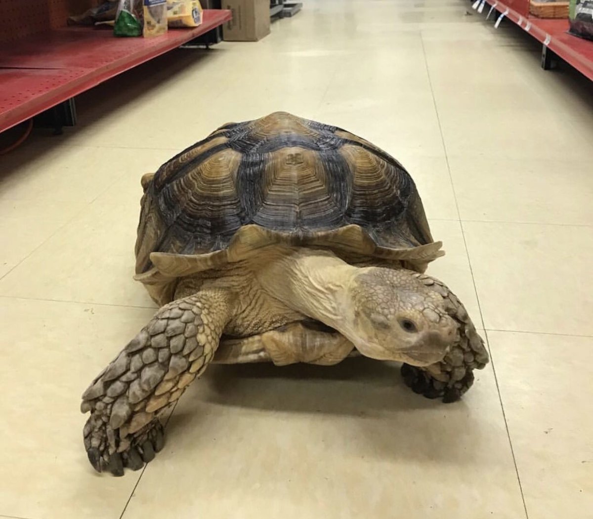 Ангонока черепаха