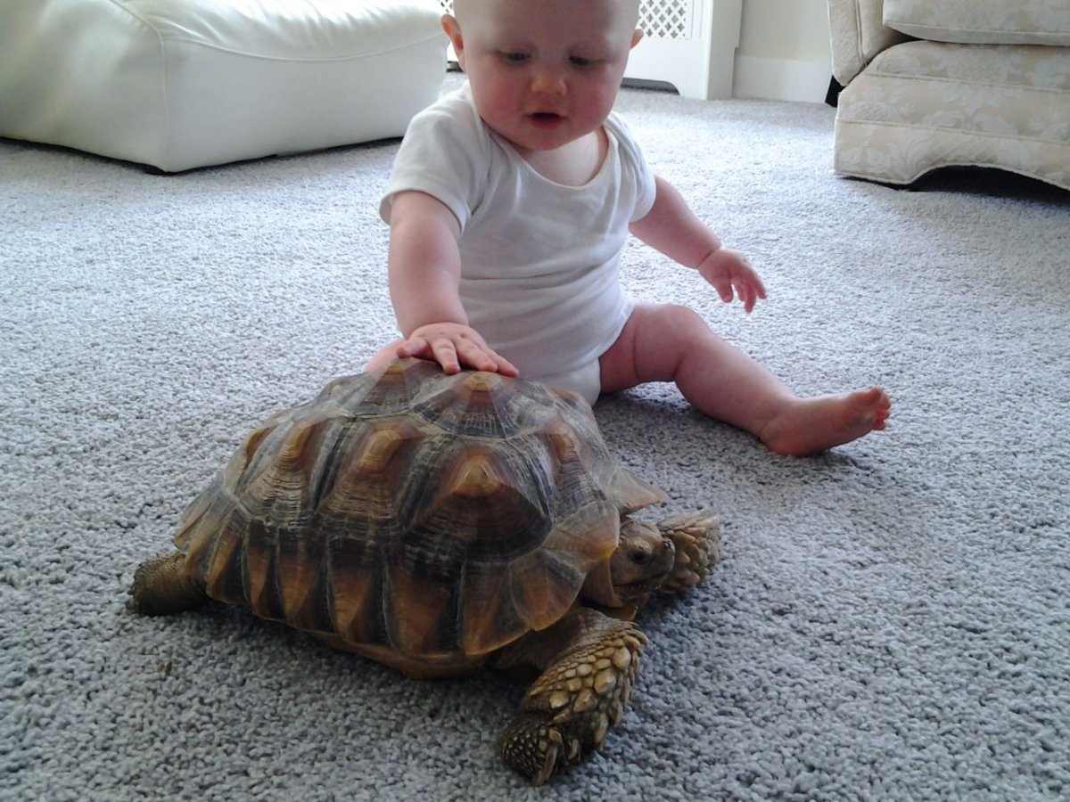 Прудовая черепаха