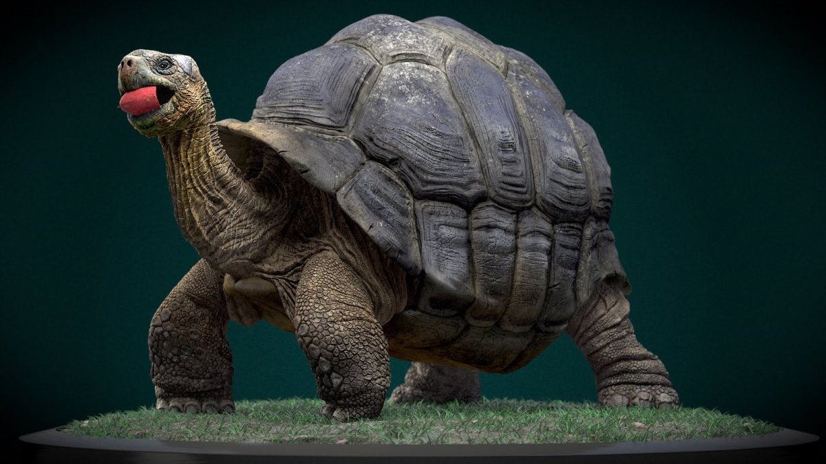 Яркие черепахи