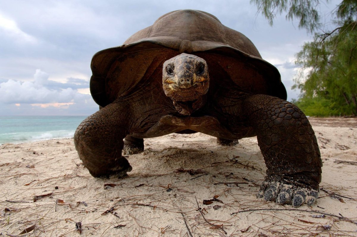 Черепахи красного моря