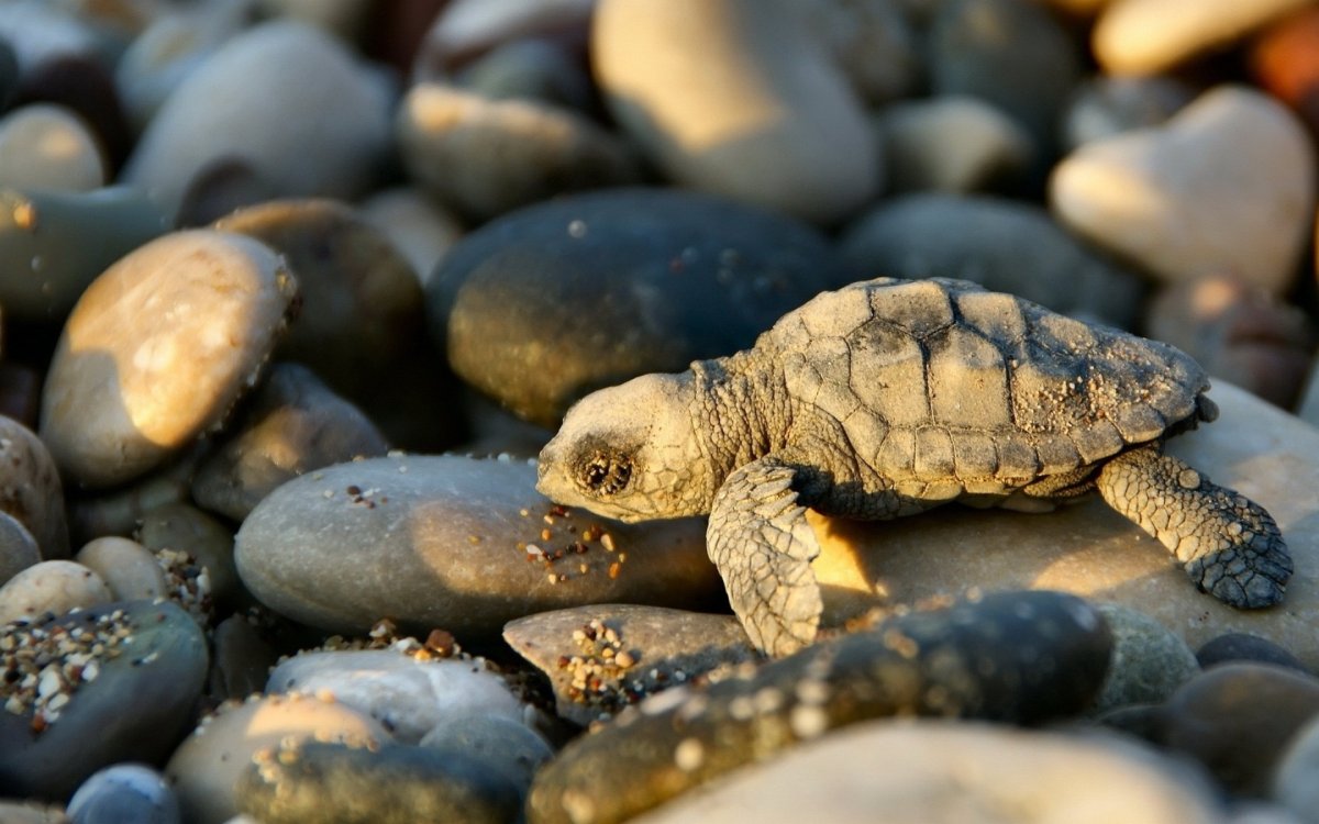 Террапин черепаха