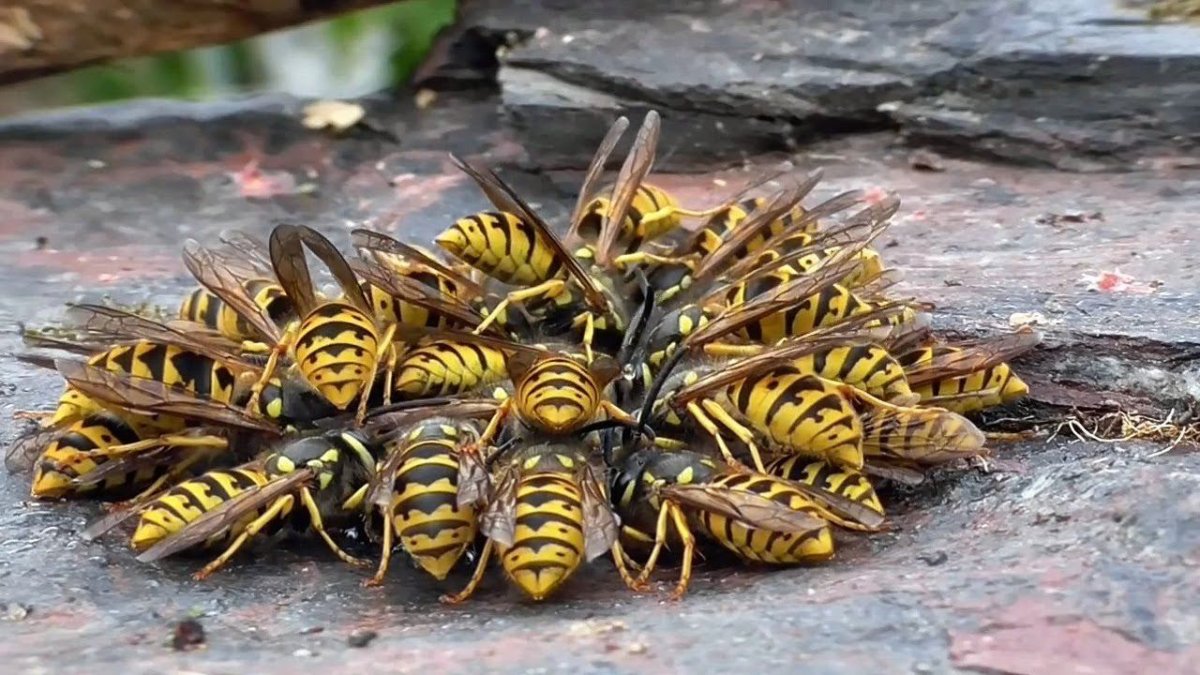 Атака насекомых