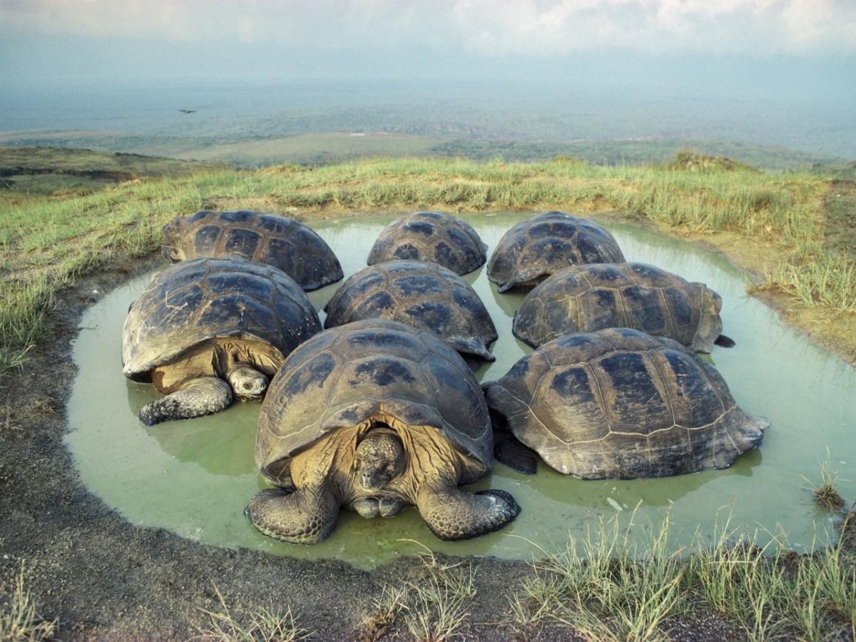 Самые красивые черепахи